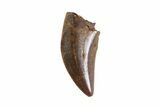 Small Theropod (Raptor) Tooth - Judith River Formation #72553-2
